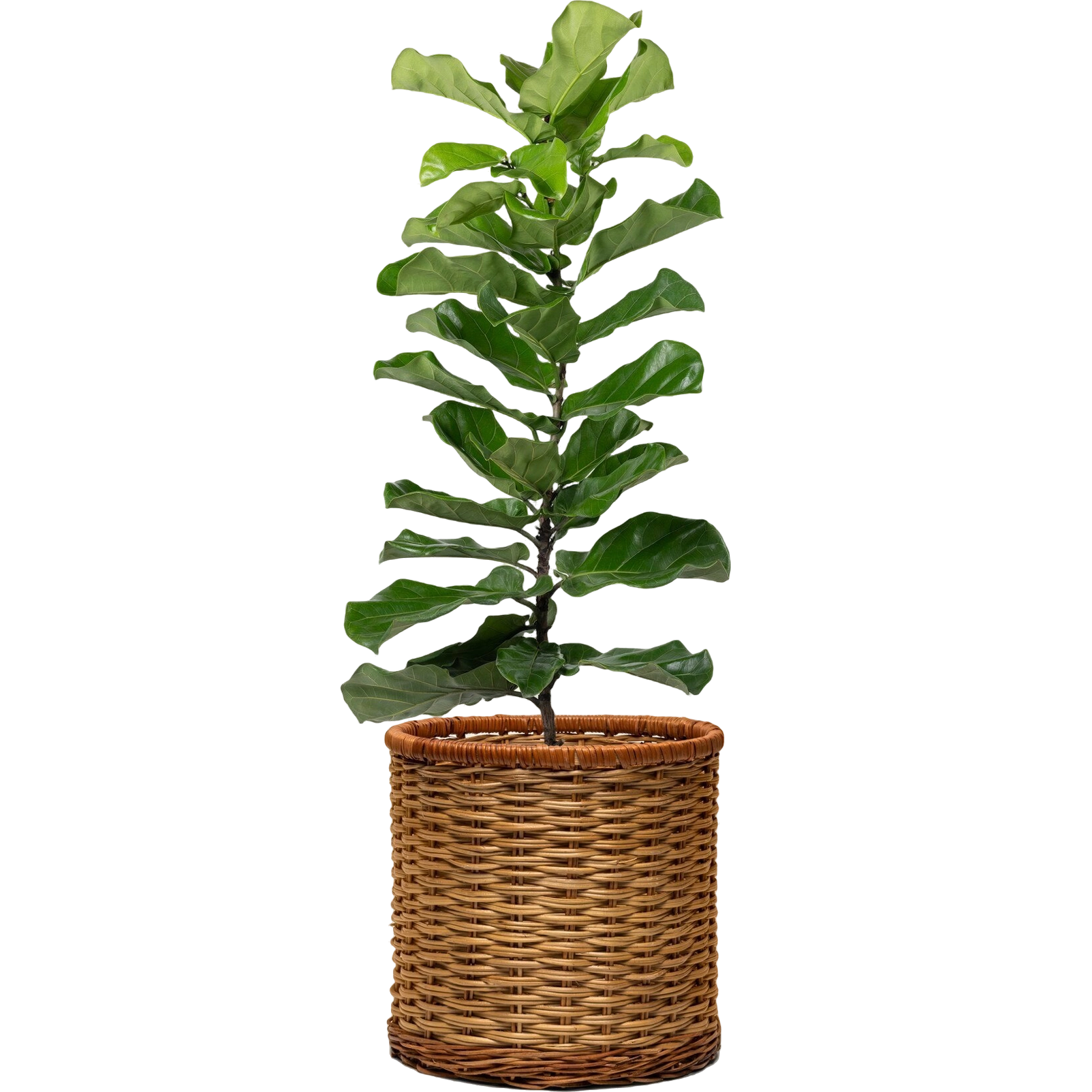 ficus-lyrata